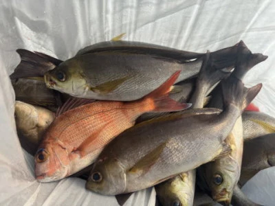 秀月丸の2025年11月1日(土)1枚目の写真