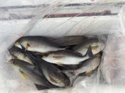 秀月丸の2025年11月1日(土)3枚目の写真