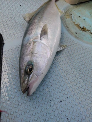 SUSIMARUの2025年11月2日(日)3枚目の写真