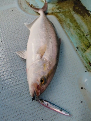 SUSIMARUの2025年11月2日(日)4枚目の写真