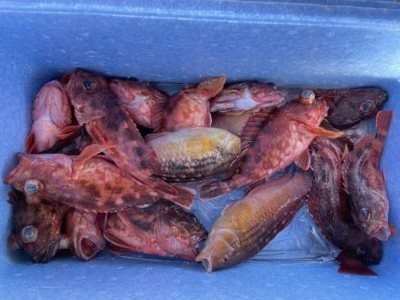 海の都 勢力丸の2025年10月29日(水)2枚目の写真