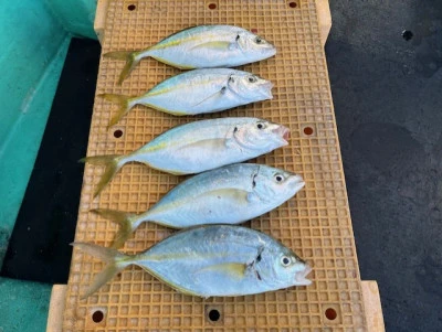 とせん丸の2025年11月3日(月)2枚目の写真