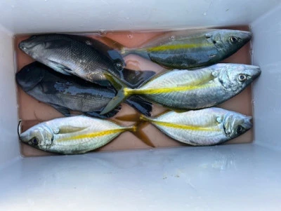 とせん丸の2025年11月3日(月)3枚目の写真