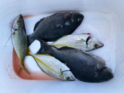 とせん丸の2025年11月3日(月)4枚目の写真