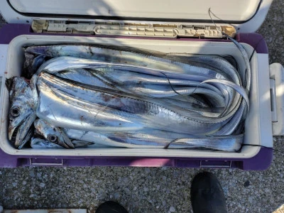 神幸丸の2025年11月3日(月)3枚目の写真