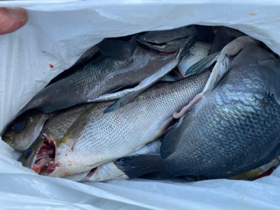 第３ 正幸丸の2025年10月29日(水)3枚目の写真