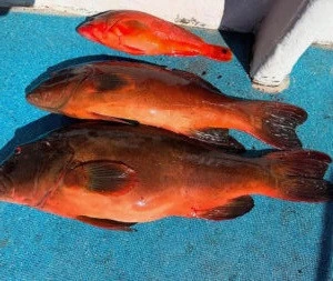 蝶栄丸の2025年10月25日(土)5枚目の写真