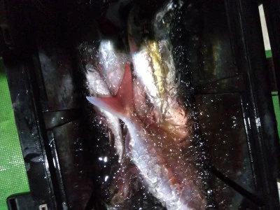 優幸丸の2025年11月4日(火)1枚目の写真