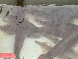 博栄丸の2025年11月5日(水)1枚目の写真