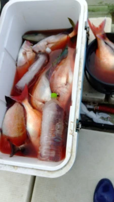 海洋丸の2025年11月5日(水)2枚目の写真