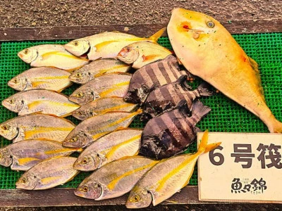 三重外湾漁協 錦事業所直営 釣り筏の2025年11月5日(水)1枚目の写真