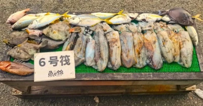 三重外湾漁協 錦事業所直営 釣り筏の2025年11月2日(日)1枚目の写真