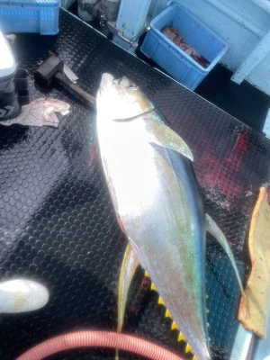 釣り船　由乃丸の2025年11月4日(火)2枚目の写真