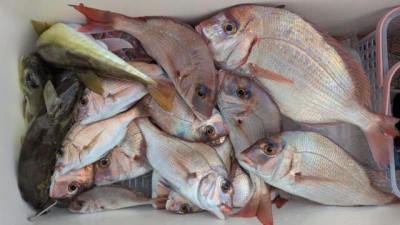 優誠丸の2025年11月8日(土)4枚目の写真