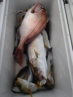 村井丸の2025年11月9日(日)4枚目の写真