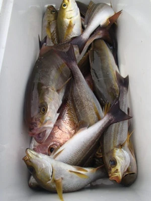 村井丸の2025年11月9日(日)5枚目の写真