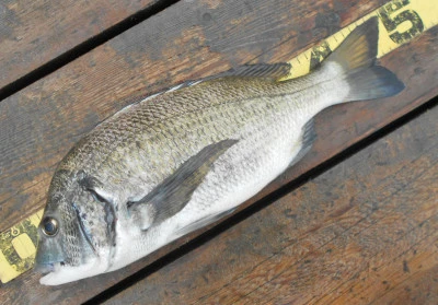 岩崎レンタルボート(岩崎つり具店)の2025年11月9日(日)3枚目の写真