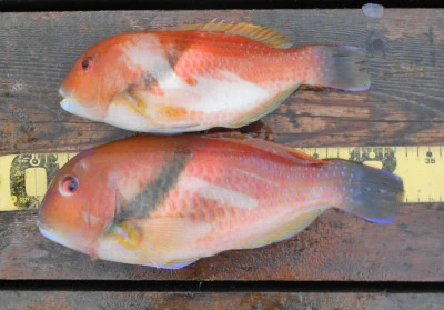 岩崎レンタルボート(岩崎つり具店)の2025年11月9日(日)4枚目の写真