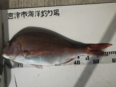宮津市海洋つり場の2025年11月10日(月)2枚目の写真
