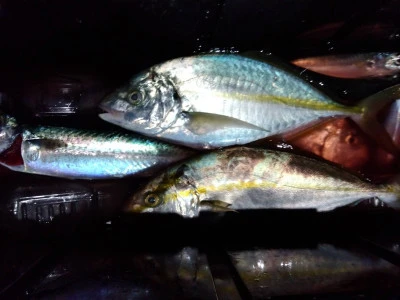 優幸丸の2025年11月10日(月)1枚目の写真