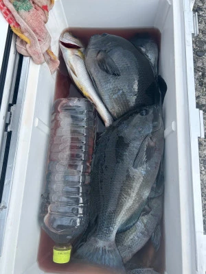 てる丸の2025年11月11日(火)2枚目の写真