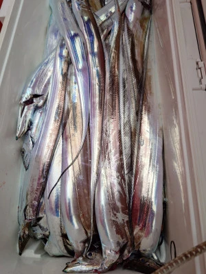 清家渡船の2025年11月12日(水)3枚目の写真