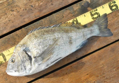 岩崎レンタルボート(岩崎つり具店)の2025年11月12日(水)1枚目の写真