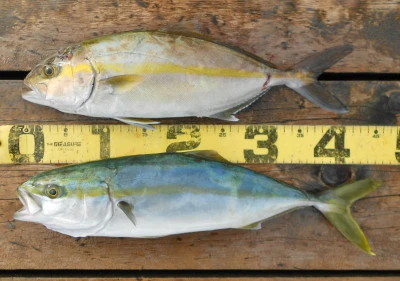 岩崎レンタルボート(岩崎つり具店)の2025年11月12日(水)2枚目の写真