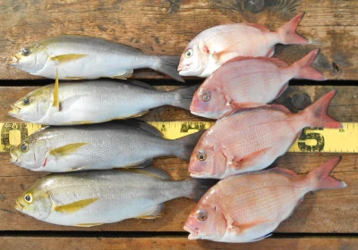 岩崎レンタルボート(岩崎つり具店)の2025年11月12日(水)3枚目の写真