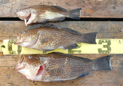 岩崎レンタルボート(岩崎つり具店)の2025年11月12日(水)4枚目の写真