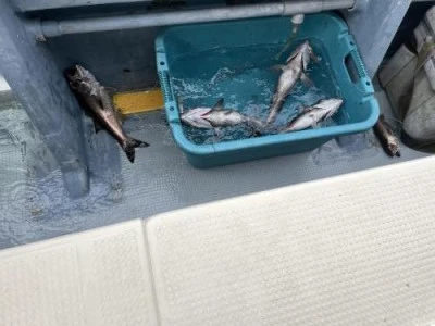 佐円丸の2025年11月12日(水)4枚目の写真