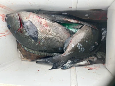 てる丸の2025年11月12日(水)1枚目の写真