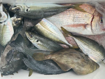 てる丸の2025年11月12日(水)2枚目の写真