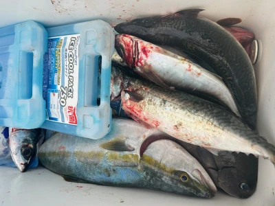 てる丸の2025年11月12日(水)4枚目の写真