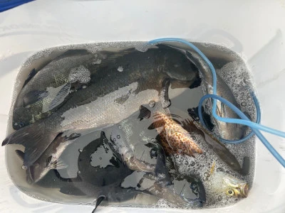 てる丸の2025年11月12日(水)5枚目の写真