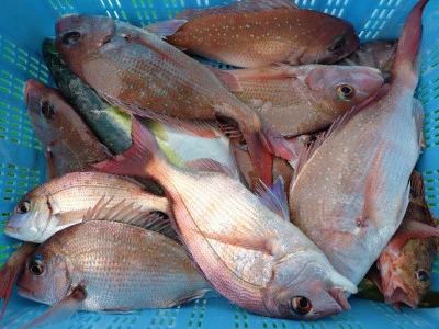 弘漁丸の2025年11月13日(木)4枚目の写真