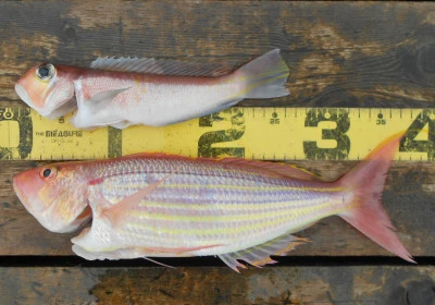 岩崎レンタルボート(岩崎つり具店)の2025年11月13日(木)1枚目の写真