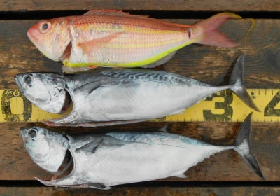 岩崎レンタルボート(岩崎つり具店)の2025年11月13日(木)2枚目の写真