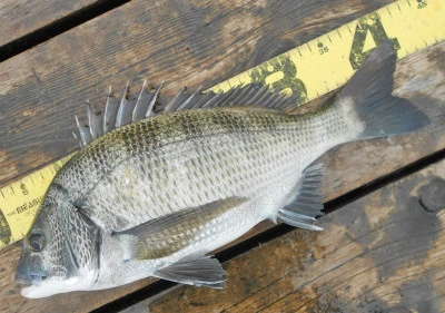 岩崎レンタルボート(岩崎つり具店)の2025年11月13日(木)4枚目の写真