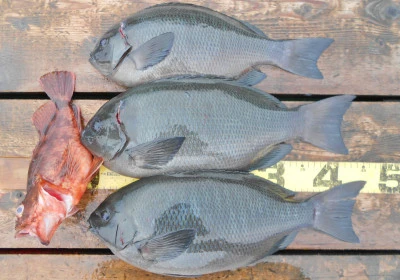 岩崎レンタルボート(岩崎つり具店)の2025年11月13日(木)5枚目の写真