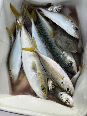 金丸渡船の2025年11月13日(木)1枚目の写真