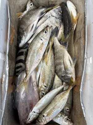 金丸渡船の2025年11月13日(木)2枚目の写真