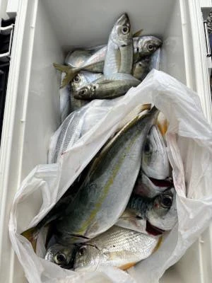 金丸渡船の2025年11月13日(木)3枚目の写真