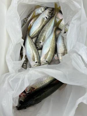 金丸渡船の2025年11月13日(木)4枚目の写真