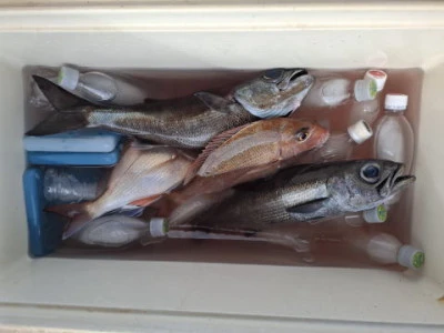 アーデン3号の2025年11月5日(水)1枚目の写真