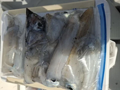 アーデン3号の2025年11月2日(日)1枚目の写真