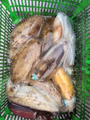 第五海龍丸の2025年10月14日(火)4枚目の写真