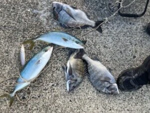 民宿とねの2025年11月12日(水)3枚目の写真