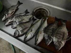 民宿とねの2025年11月11日(火)2枚目の写真