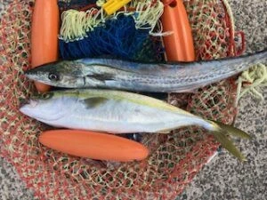 民宿とねの2025年11月11日(火)4枚目の写真